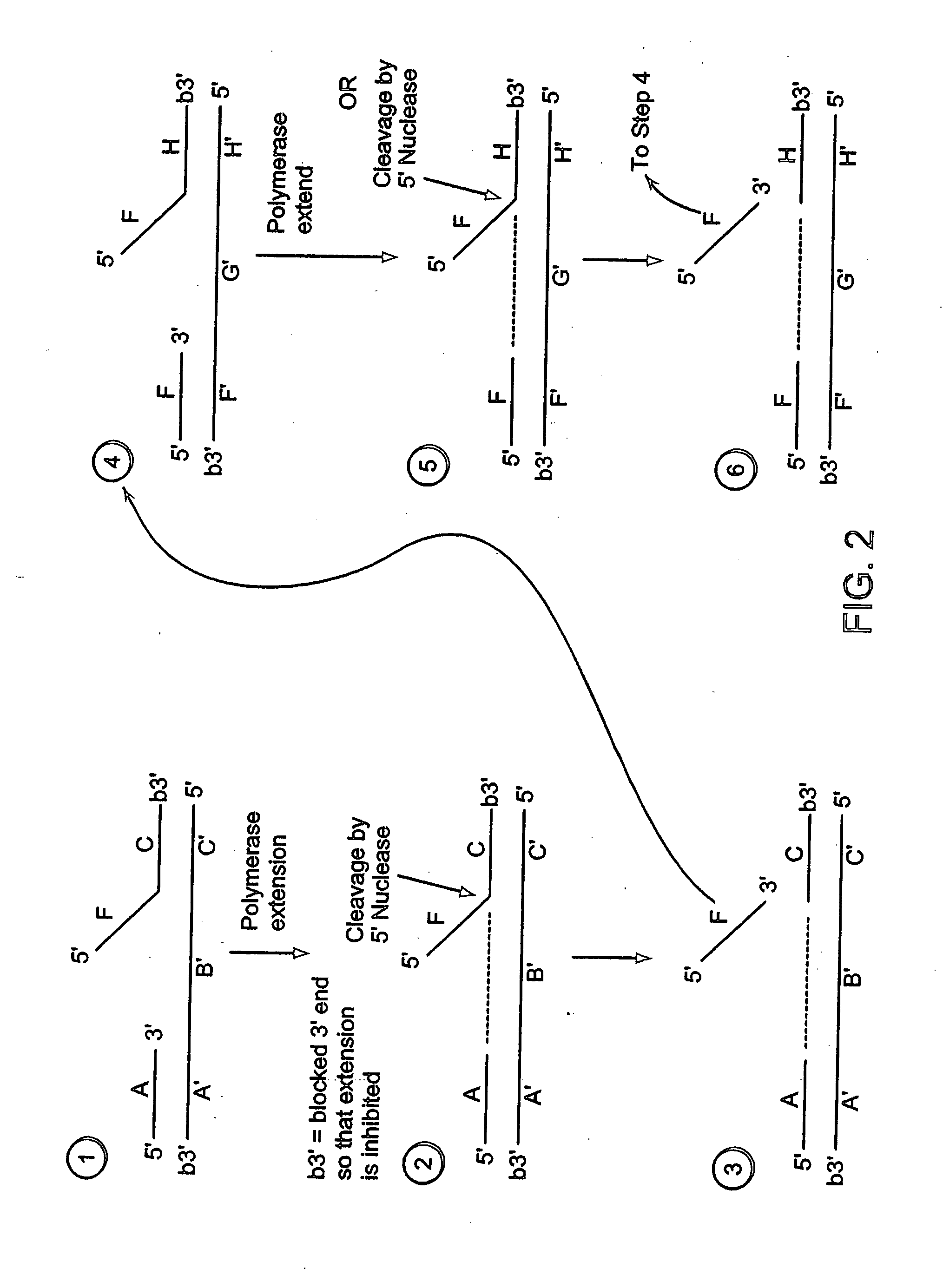 Methods for detection of a nucleic acid by sequential amplification