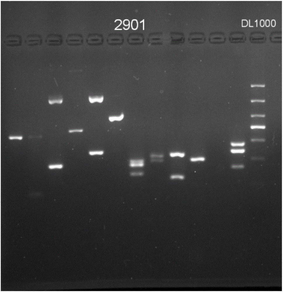 Primer combination, kit and method for performing PCR-SSP typing detection on KIR gene