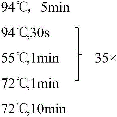 SNP (Single Nucleotide Polymorphism) marker, kit and method for rapidly identifying panax traditional Chinese medicines including panax stipuleanatus and panax quinquefolius