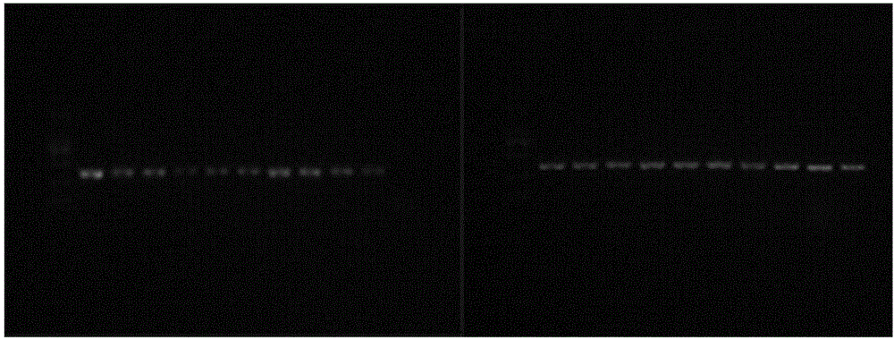 SNP (Single Nucleotide Polymorphism) marker, kit and method for rapidly identifying panax traditional Chinese medicines including panax stipuleanatus and panax quinquefolius