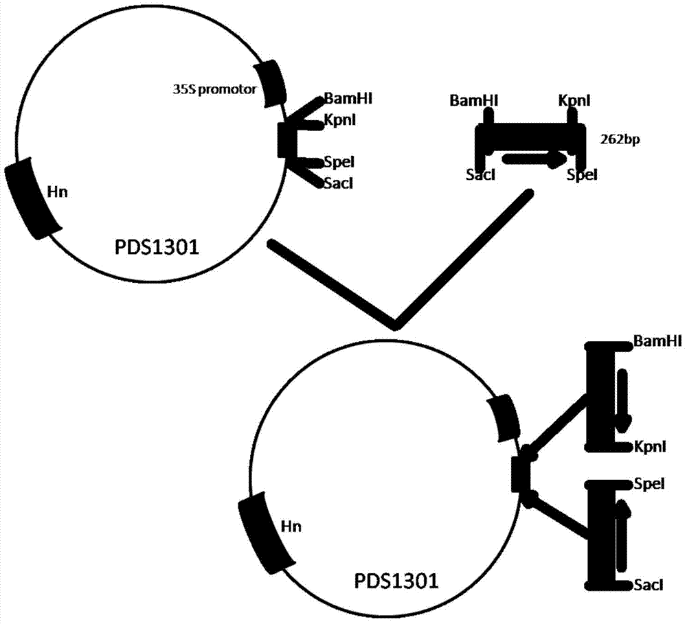 Rice granule shape gene qSS7 as well as preparation method and application