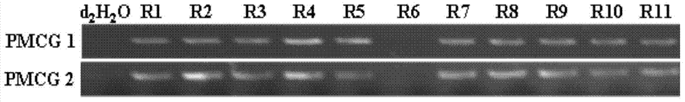 Rice granule shape gene qSS7 as well as preparation method and application