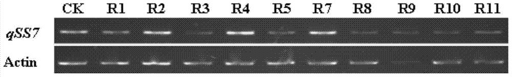 Rice granule shape gene qSS7 as well as preparation method and application