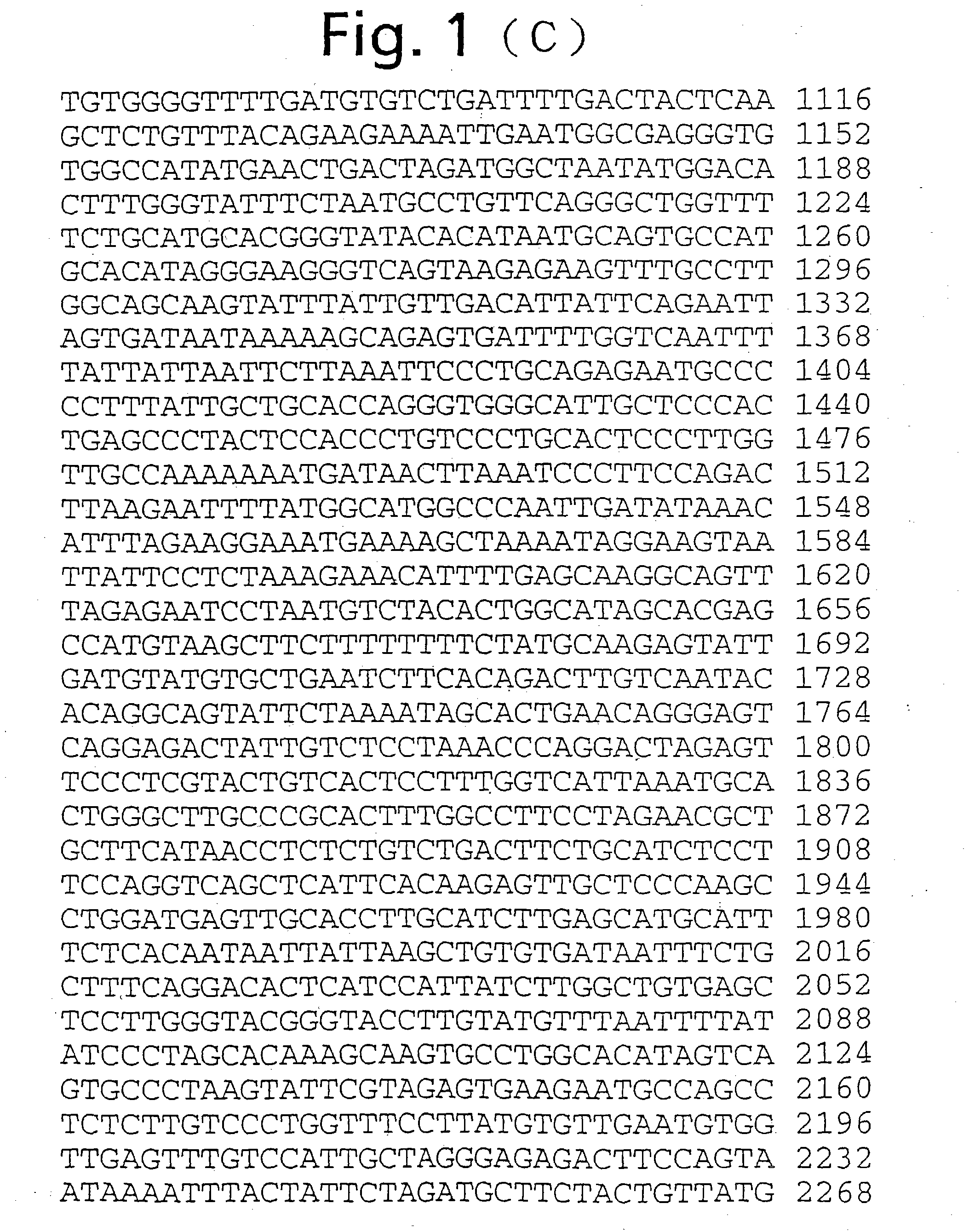 Novel human ependymin-like protein