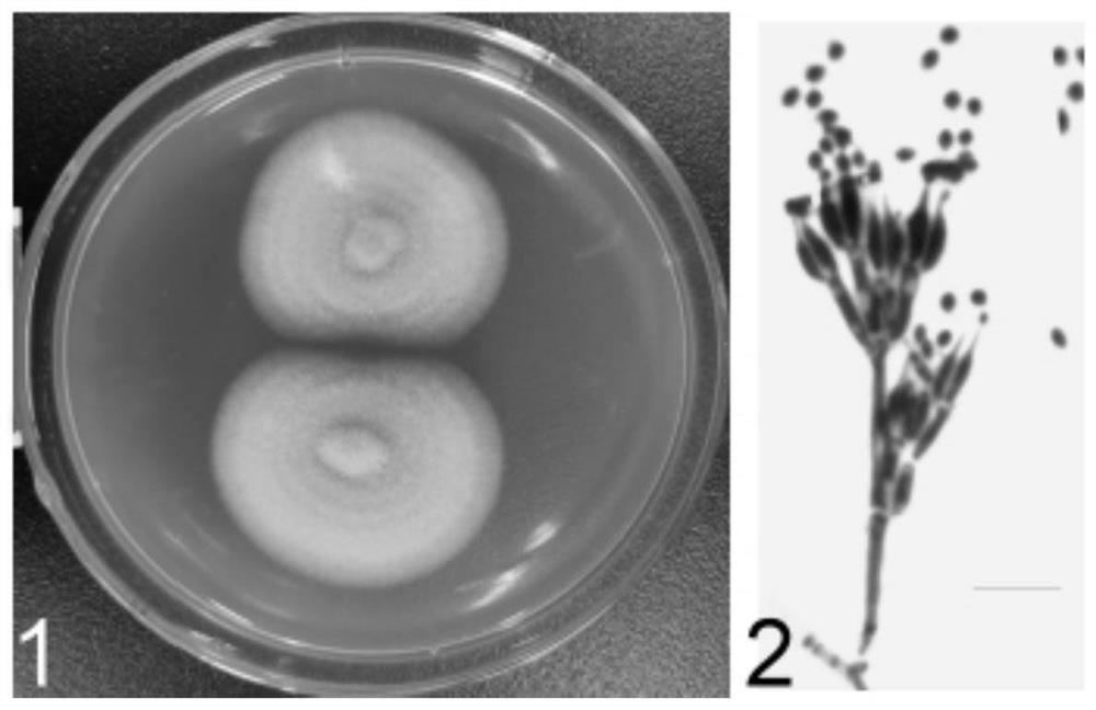 Purpureocillium lilacinum and application thereof in chicken feather degradation