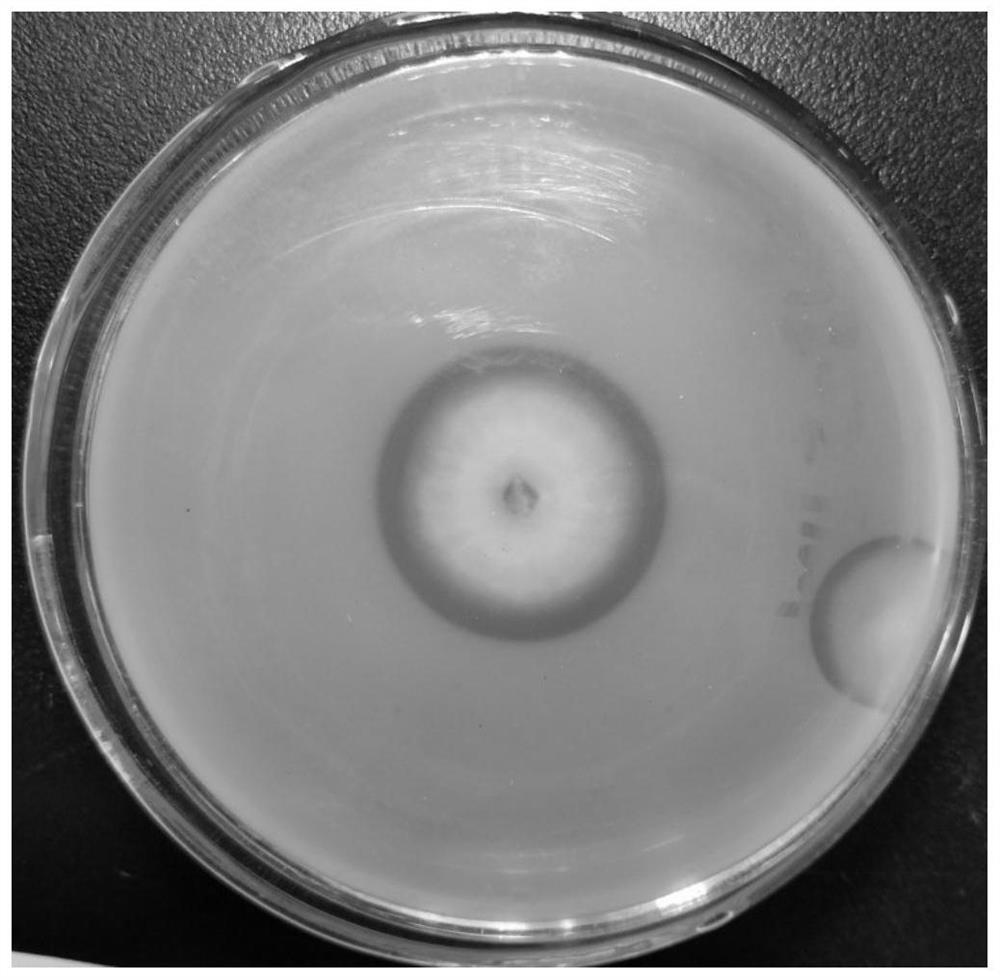 Purpureocillium lilacinum and application thereof in chicken feather degradation