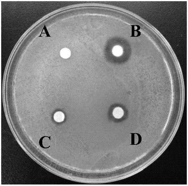 Anti-dandruff composition and applications thereof