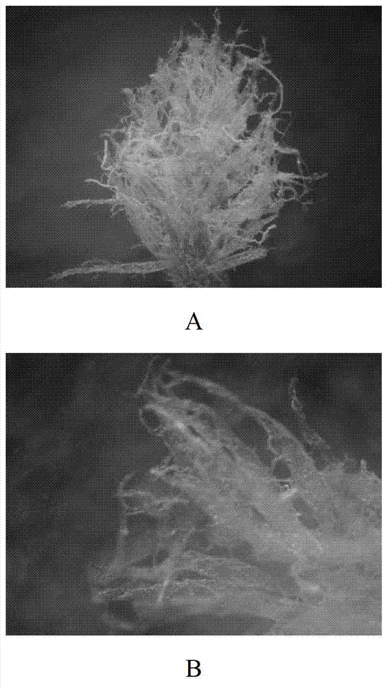 Diapause maintaining and cancellation method of Coccinella septempunctata