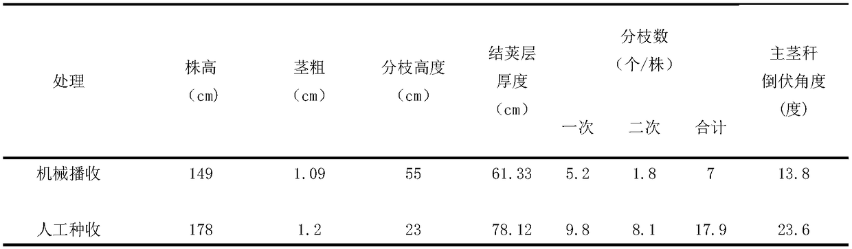 Production method for direct-seeding winter rape suitable for mechanized harvesting