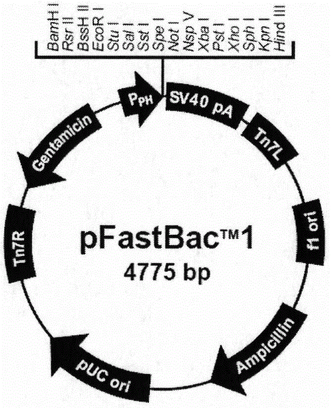 Preparation method and application of classical swine fever virus recombinant subunit vaccine