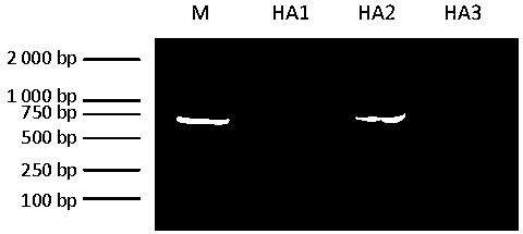 Rice aquaporin gene OsPIP2;7 plant expression vector and application thereof