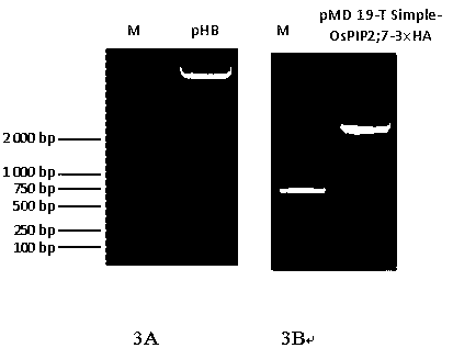 Rice aquaporin gene OsPIP2;7 plant expression vector and application thereof