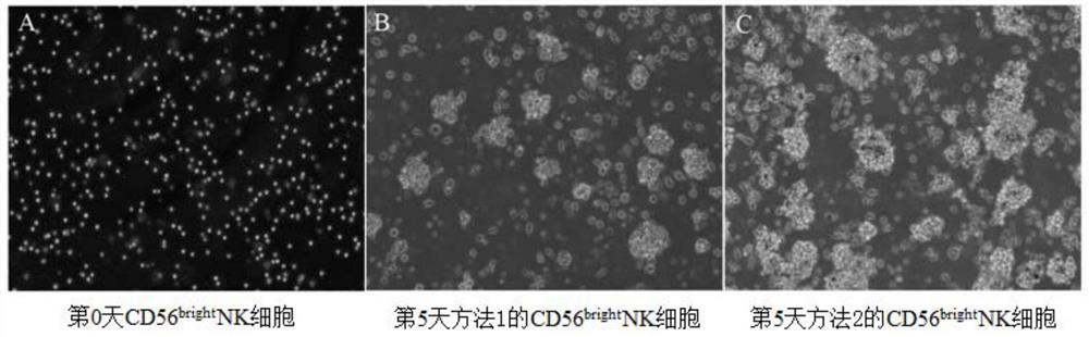 Efficient factor secreting type NK cell amplification method and application thereof