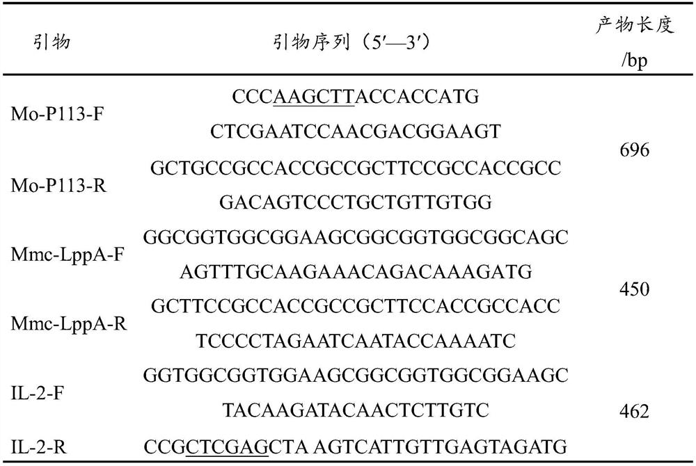 Construction method of sheep mycoplasmal pneumonia bivalent nucleic acid vaccine containing adjuvant gene