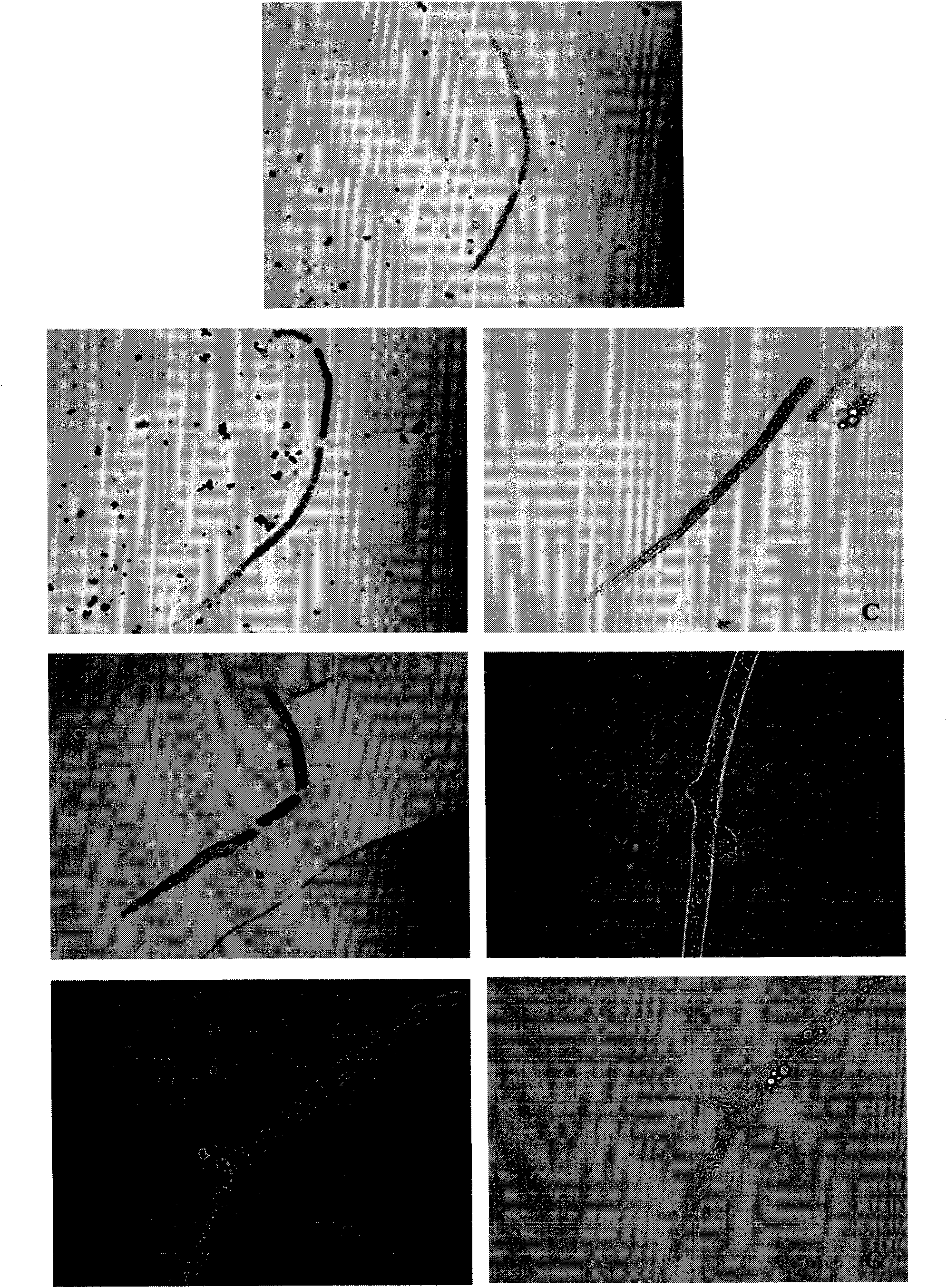 Bacillus pumilus and application thereof for killing bursaphelenchus xylophilus with poison