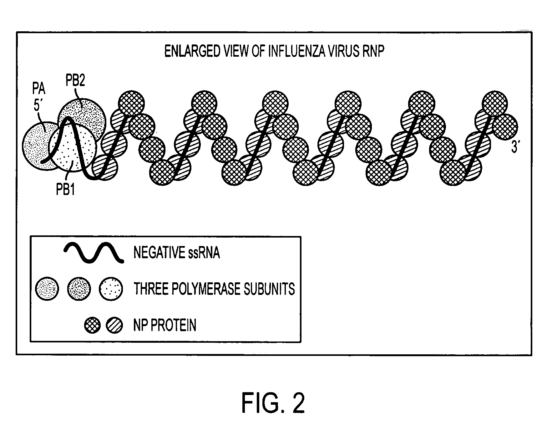 Potent inhibition of influenza virus by specifically designed short interfering RNA