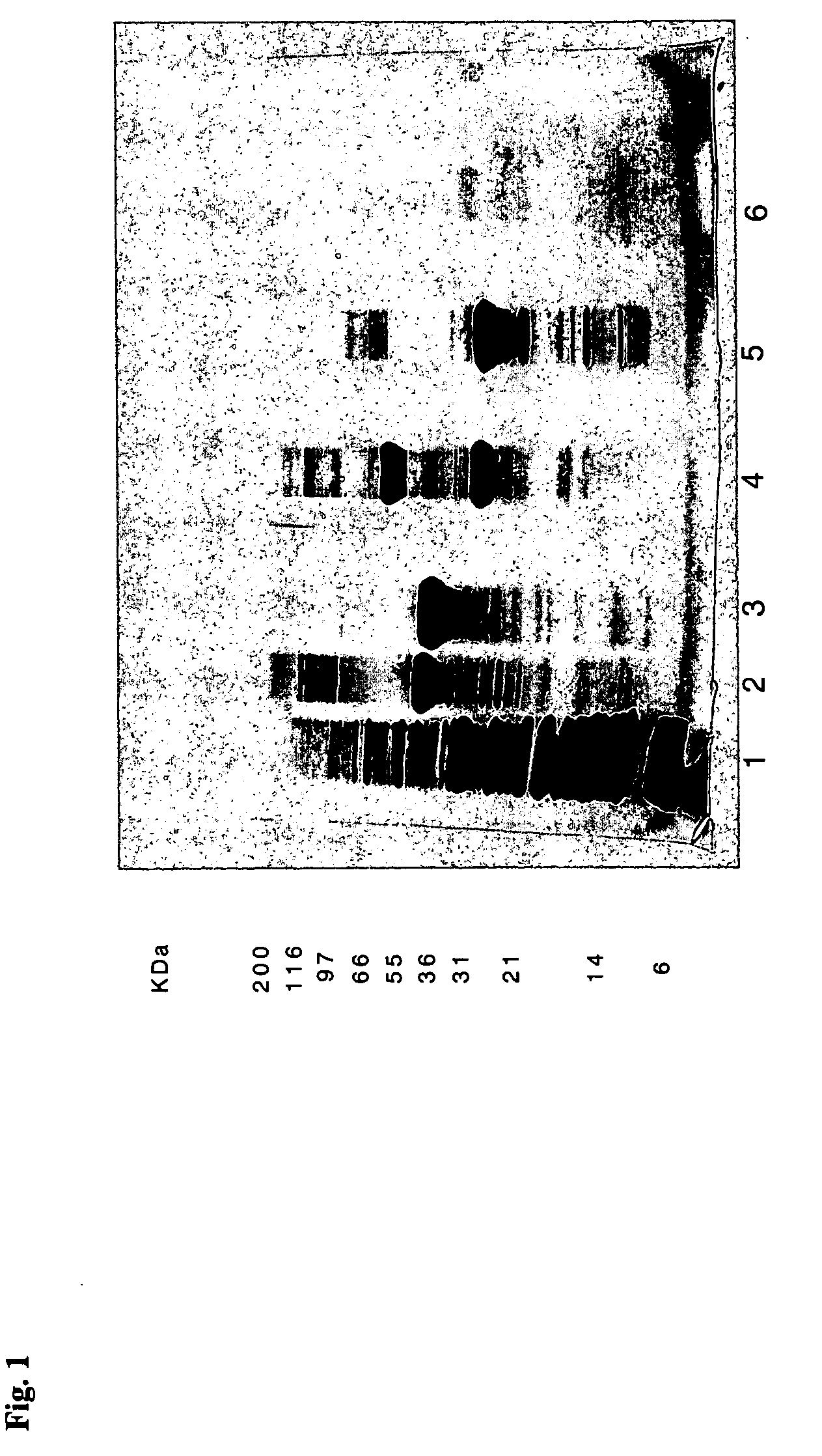 Protein a chromatography