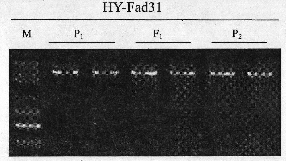 Molecular marker for low linolenic acid of cabbage type rape, preparation method and application thereof