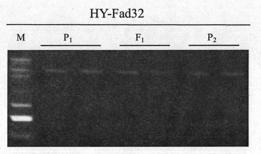 Molecular marker for low linolenic acid of cabbage type rape, preparation method and application thereof