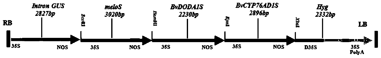 Gene combination expressing and producing betacyanin in rice, and application thereof