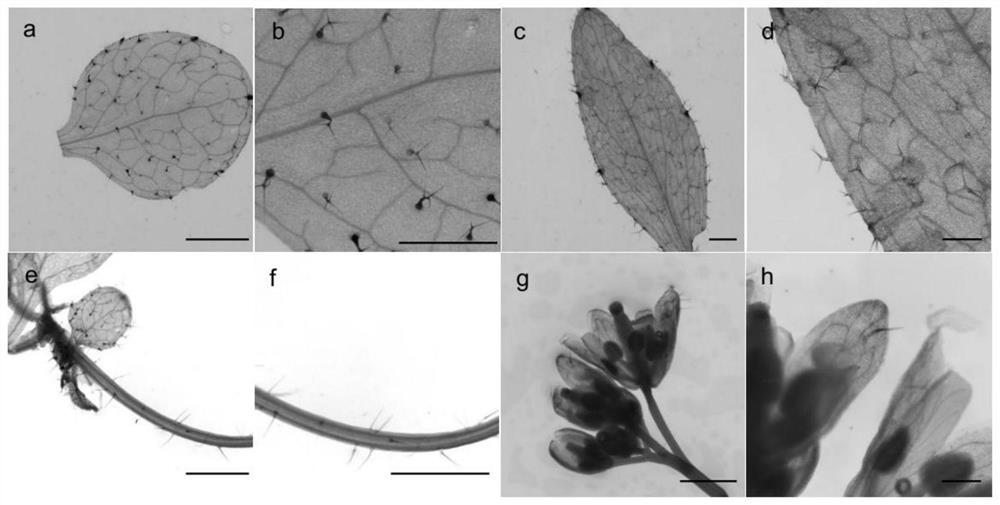 A kind of transcription factor csapl1 isolated from the glandular trichomes of cannabis and its application