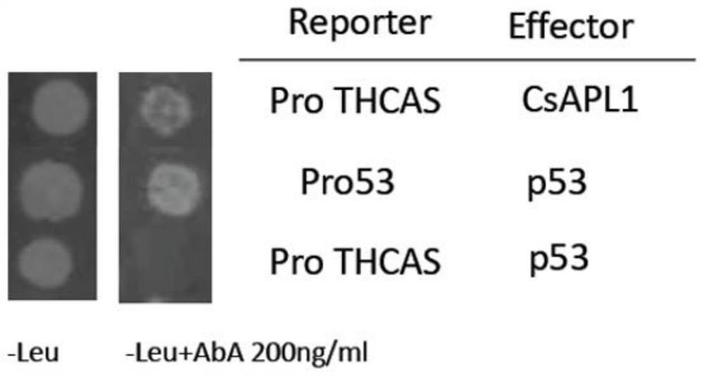 A kind of transcription factor csapl1 isolated from the glandular trichomes of cannabis and its application