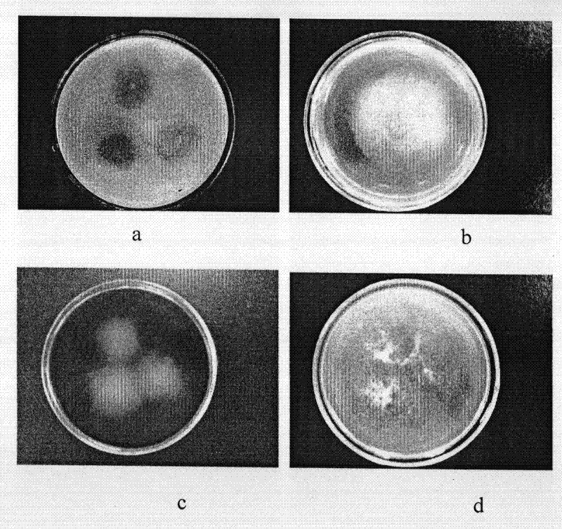 Kitchen rubbish degrading and eliminating microbial agent, preparation method and fungi thereof