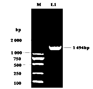 Escherichia coli engineering bacteria and preparation method and applications thereof