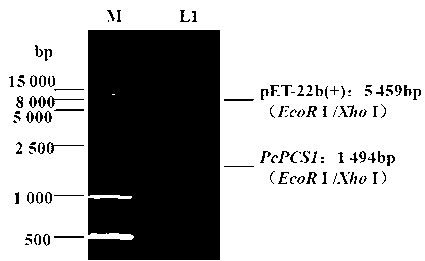 Escherichia coli engineering bacteria and preparation method and applications thereof