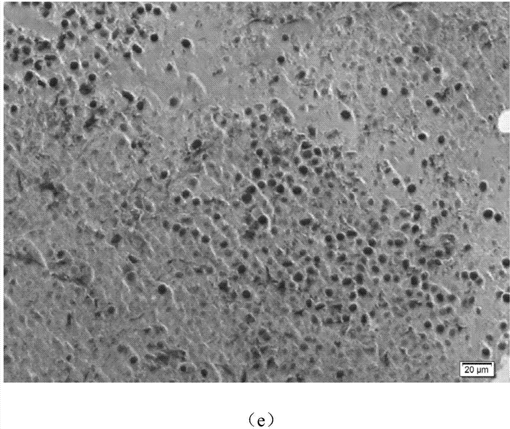 Acute monocytic leukemia-associated antigen MLAA-34 epitope polypeptide, and vaccine and pharmaceutical application of acute monocytic leukemia-associated antigen MLAA-34 epitope polypeptide