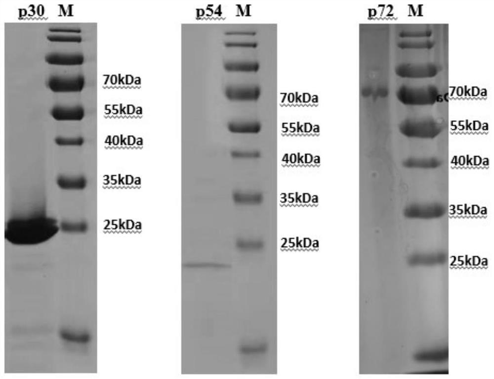 African swine fever virus synthetic peptide ELISA antibody detection kit