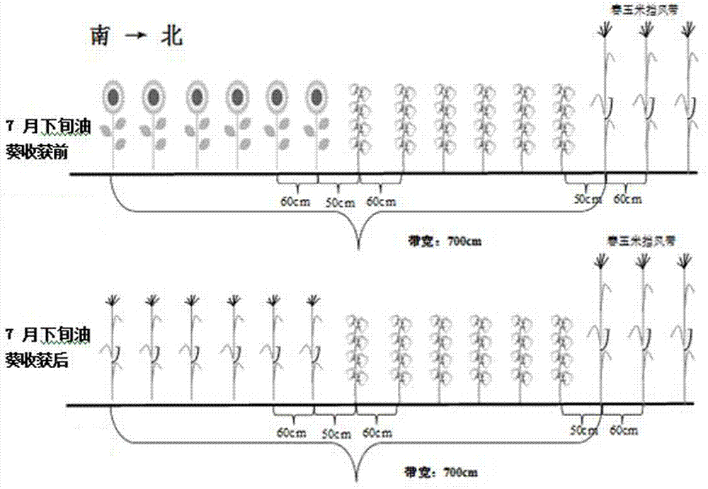 Efficient planting pattern for cotton, helianthus annuus and corn intercropping and rotation in heavy chlorate clay saline-alkali soil in yellow river delta