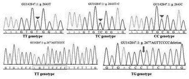 Molecular marking method of using neuroendocrine factor genes to select kidding characters