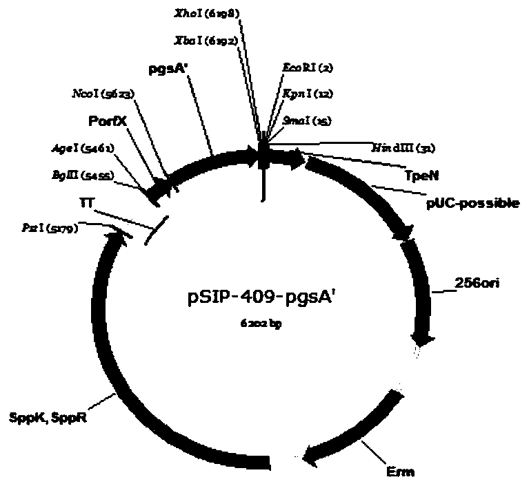 Establishment and application of surface display C type clostridium perfringens alpha and beta toxin protein recombinant lactobacillus plantarum