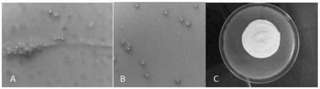 Beauveria bassiana USCM6 and fungicide, application of beauveria bassiana USCM6 and method for preventing and treating pests