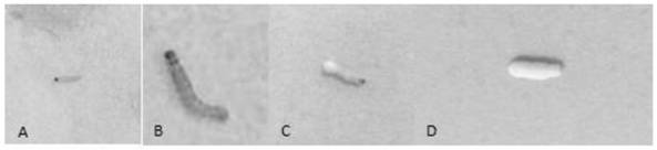 Beauveria bassiana USCM6 and fungicide, application of beauveria bassiana USCM6 and method for preventing and treating pests