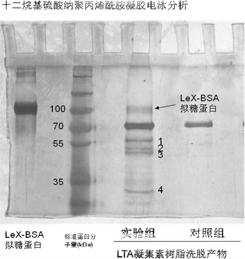 Application of ctbs protein as the target of sperm-egg binding receptors in the screening of sperm-egg binding inhibitors