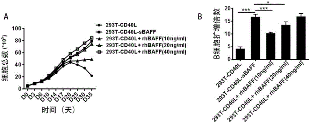 Application of soluble protein BAFF in B cell in-vitro culture and proliferation