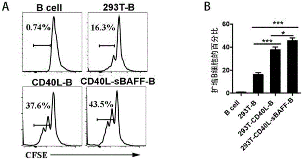 Application of soluble protein BAFF in B cell in-vitro culture and proliferation