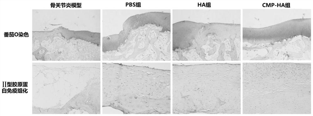 Collagen mimic peptide modified hyaluronic acid-based joint injection preparation and preparation method thereof and application of joint injection preparation