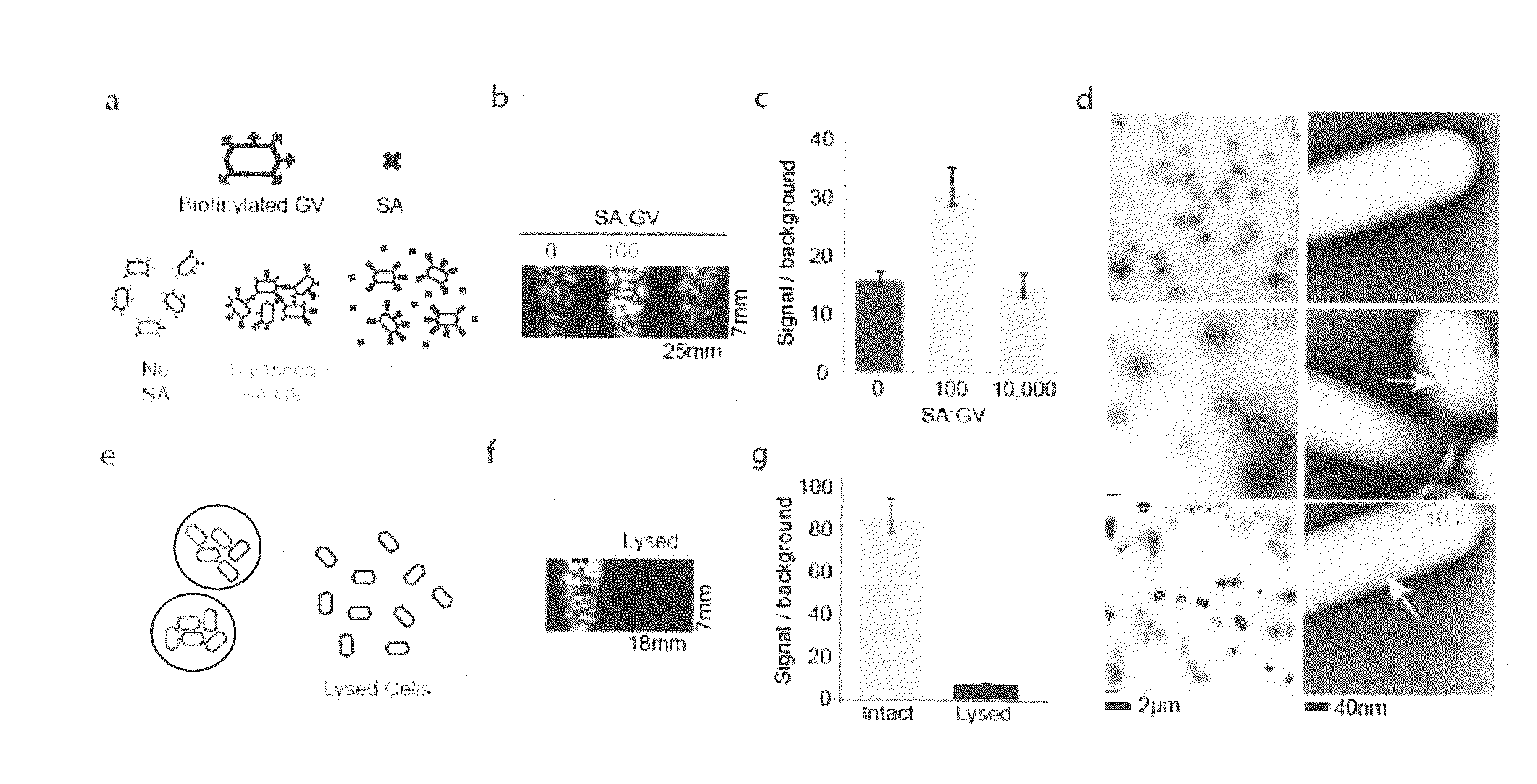 Gas vesicle ultrasound contrast agents and methods of using the same