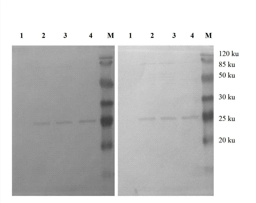 Avian leukosis double-antibody sandwich enzyme-linked immuno sorbent assay (ELISA) antigen detection kit