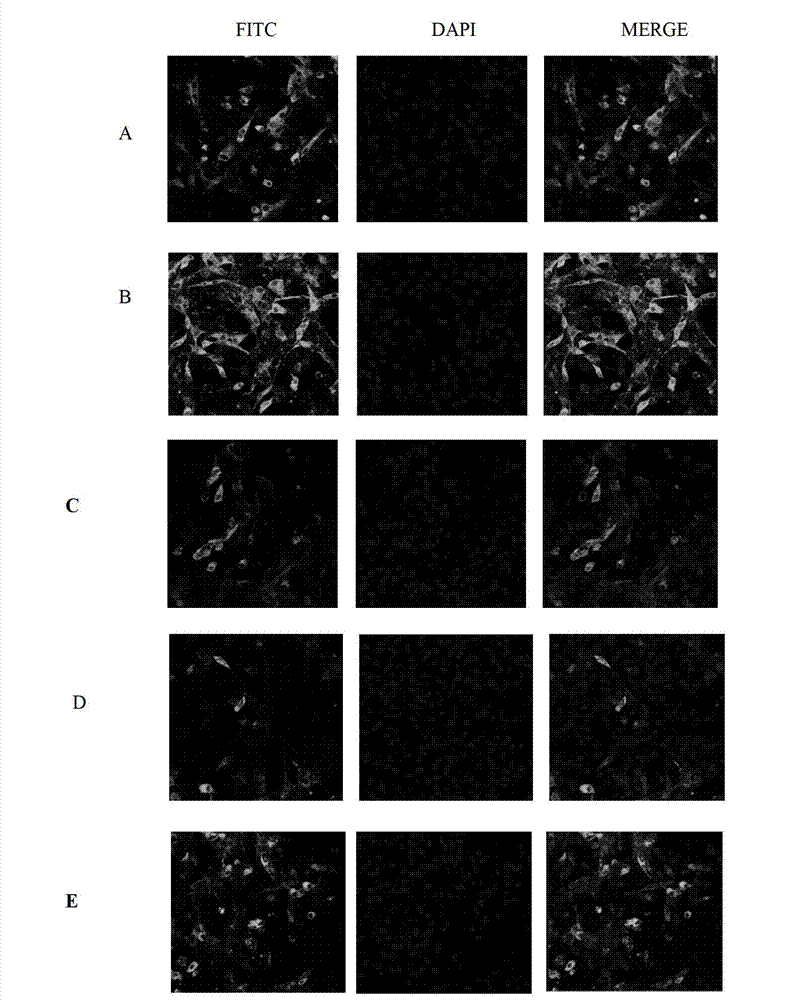 Avian leukosis double-antibody sandwich enzyme-linked immuno sorbent assay (ELISA) antigen detection kit