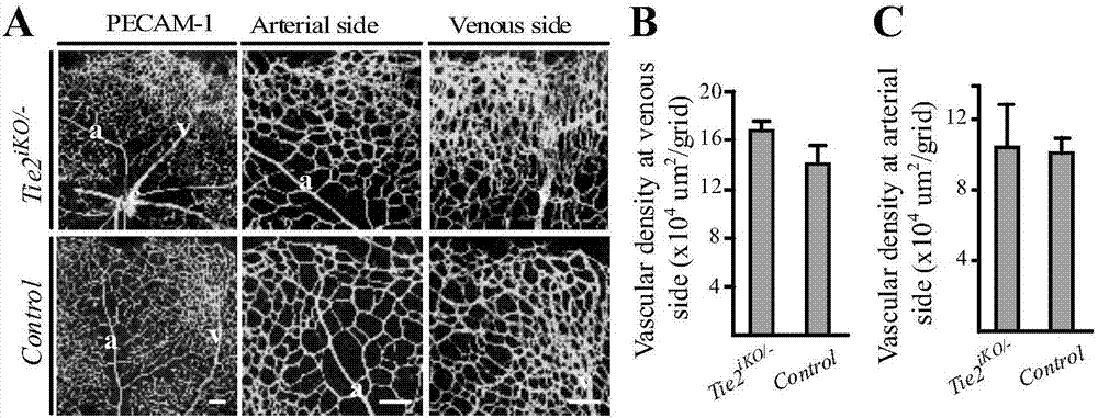 Protective effect of Tie2 on retina and vein vessels in other tissues and application of Tie2