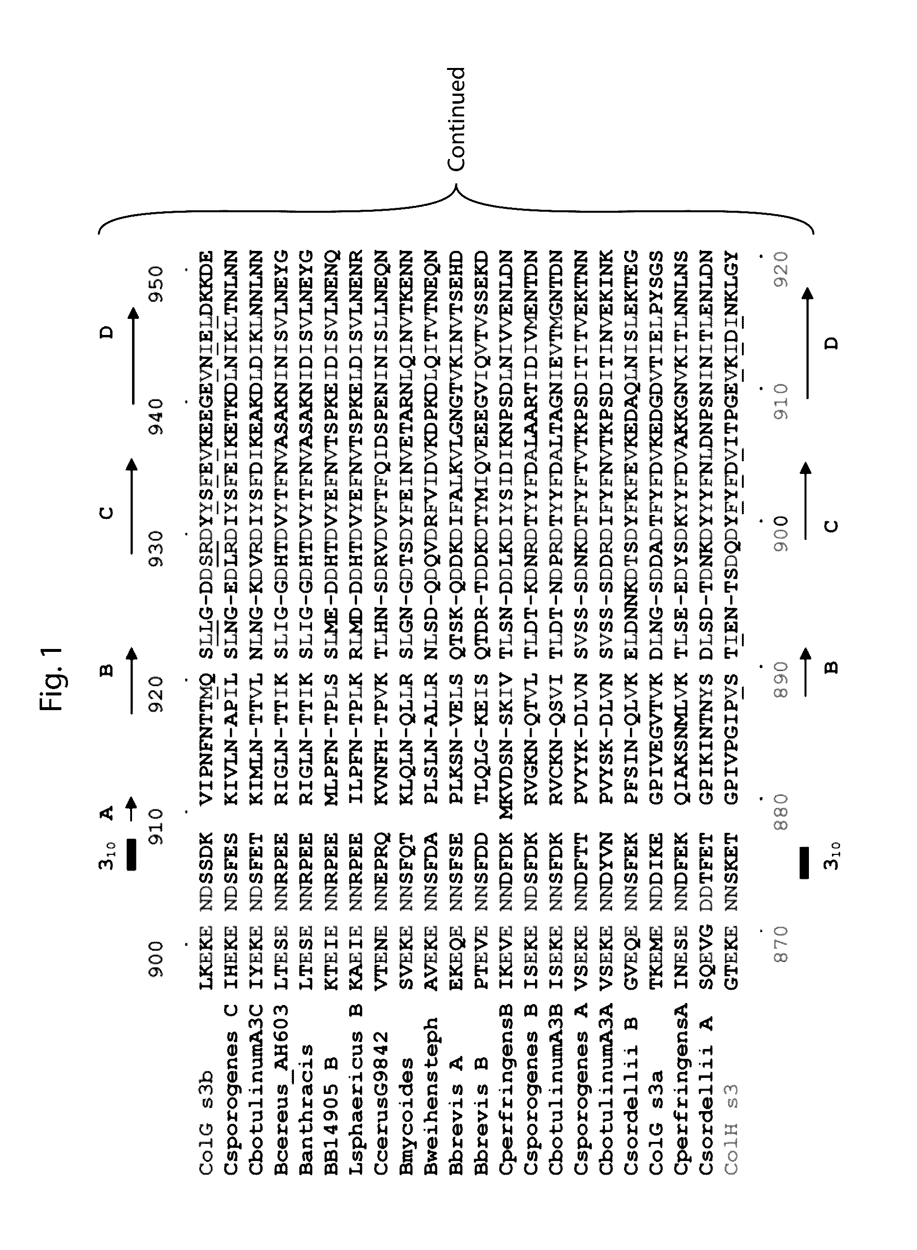 Delivery of therapeutic agents by a collagen binding protein