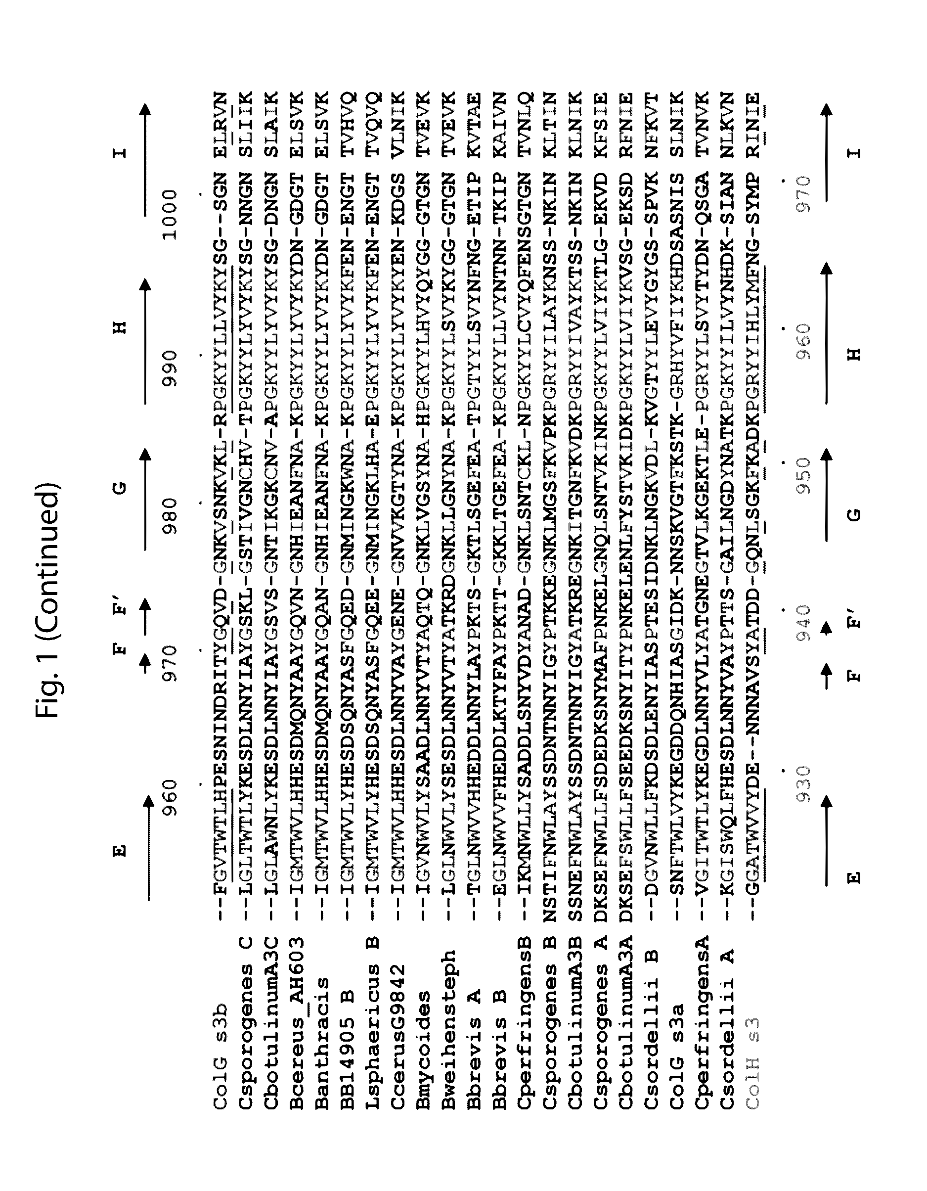 Delivery of therapeutic agents by a collagen binding protein