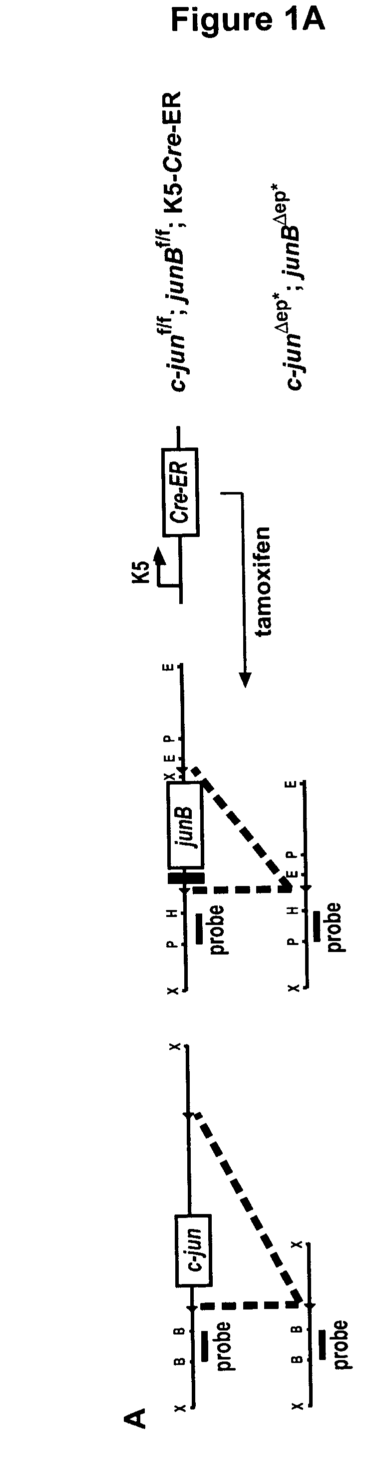 Mouse model for psoriasis and psoriatic arthritis