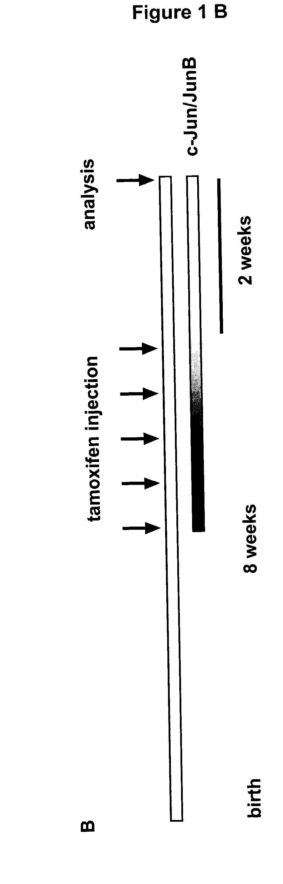 Mouse model for psoriasis and psoriatic arthritis