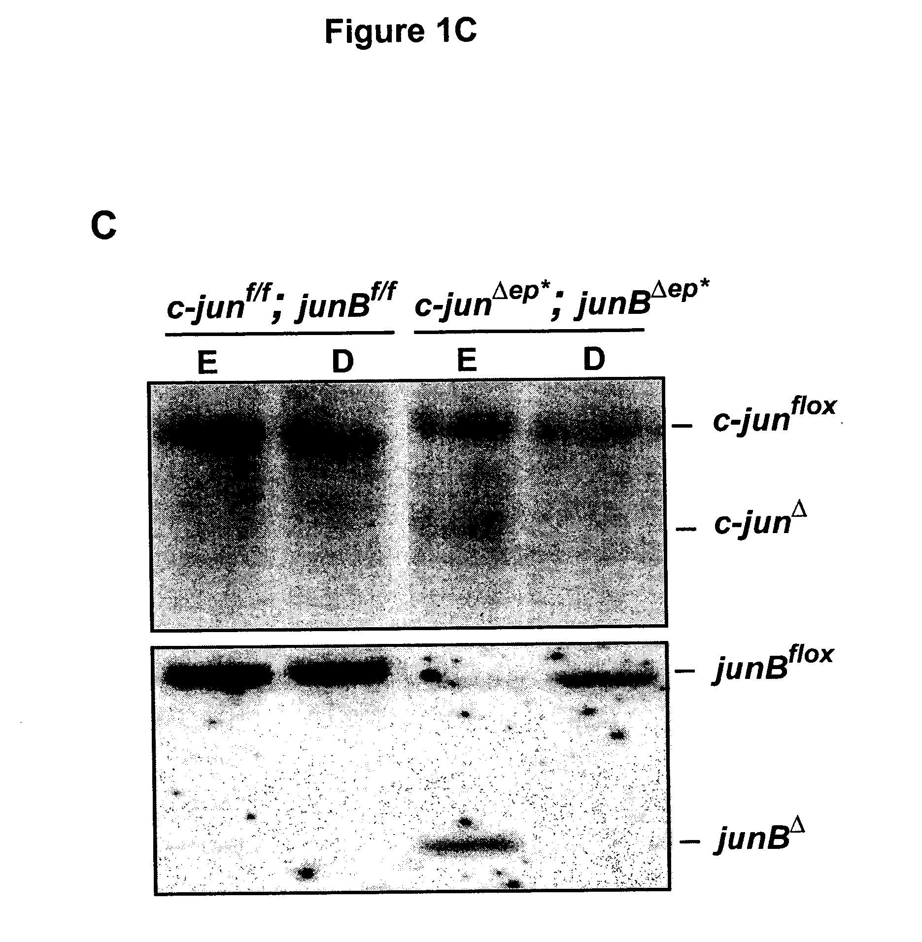 Mouse model for psoriasis and psoriatic arthritis