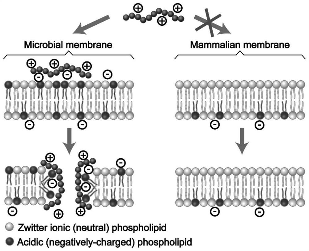 Branched antibacterial polyamino acid and its preparation method and application